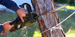 Trusted Tanque Verde, AZ Tree Care Experts