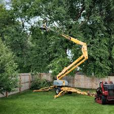 Best Lawn Maintenance Plans  in Tanque Verde, AZ