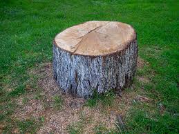 Best Commercial Tree Services  in Tanque Verde, AZ