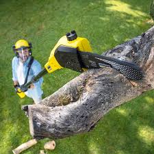 Best Fruit Tree Pruning  in Tanque Verde, AZ