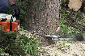 Best Emergency Tree Removal  in Tanque Verde, AZ