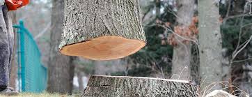 Best Tree Risk Assessment  in Tanque Verde, AZ