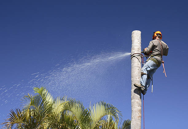 Best Lawn Pest Prevention  in Tanque Verde, AZ