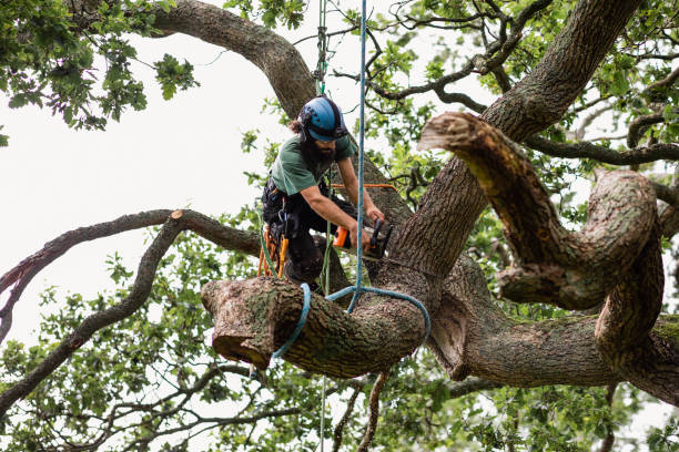 Best Tree Cabling and Bracing  in Tanque Verde, AZ