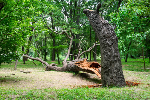 Best Lawn Renovation and Restoration  in Tanque Verde, AZ