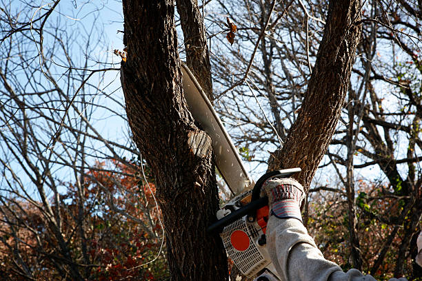 Trusted Tanque Verde, AZ Tree Care Experts