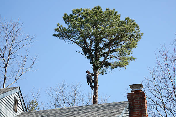 Best Tree Trimming and Pruning  in Tanque Verde, AZ