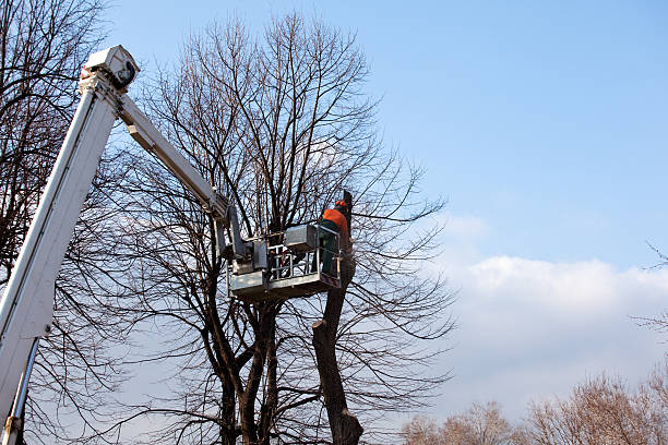 Best Utility Line Clearance  in Tanque Verde, AZ