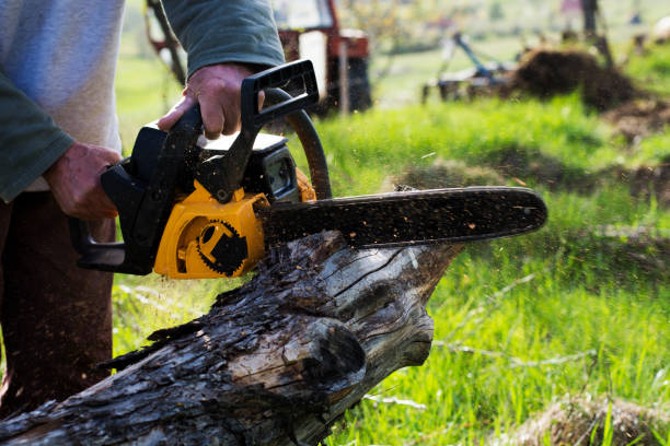 Best Lawn Disease Treatment  in Tanque Verde, AZ